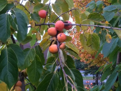 Diospyros virginiana ´Valeene Beauty´ - hardy persimmon/ diospyros lotus  /SUMMER 2026/