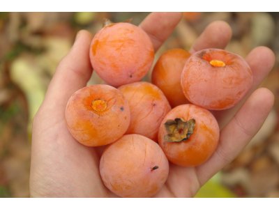 Diospyros virginiana ´I-93´ - hardy persimmon