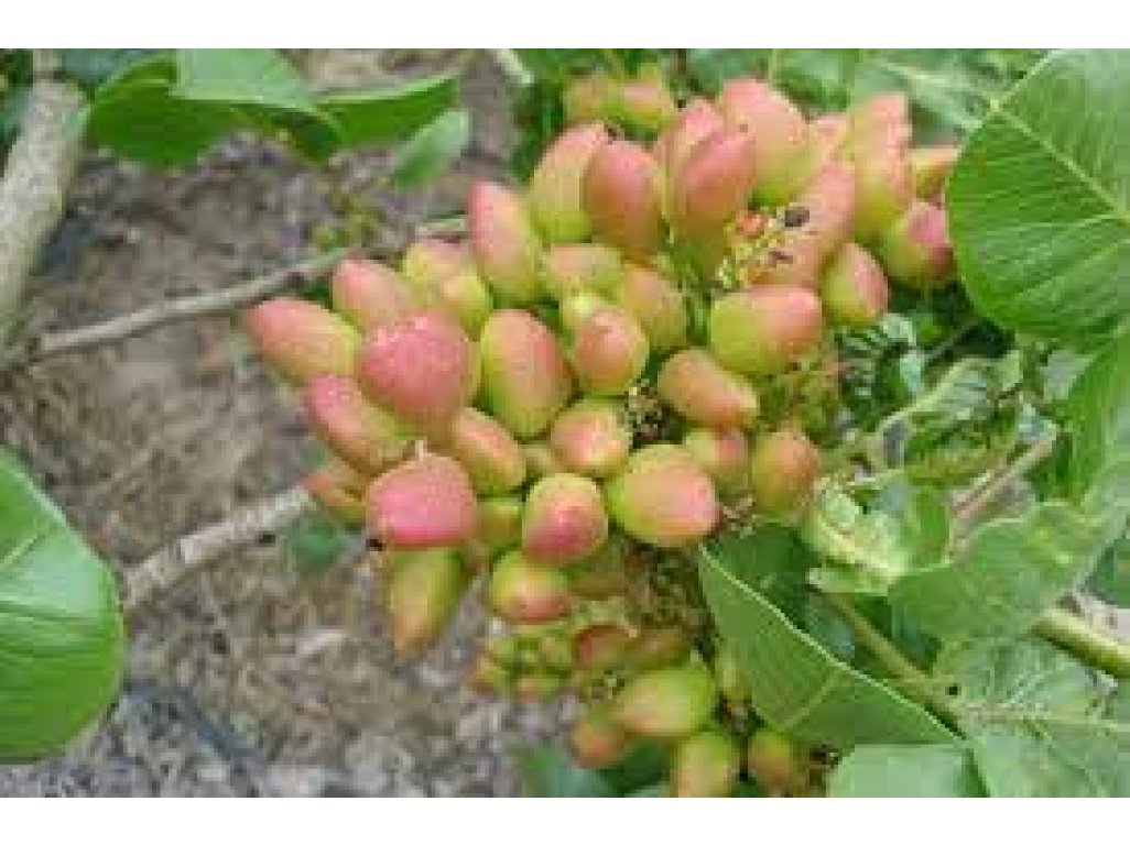 Pistacia vera ´Larnaka´ - female - samičí odrůda /SUMMER 2026/
