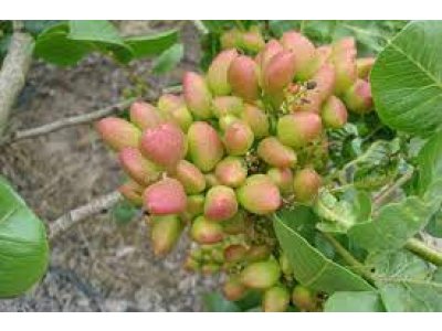 Pistacia vera ´Larnaka´ - female - samičí odrůda