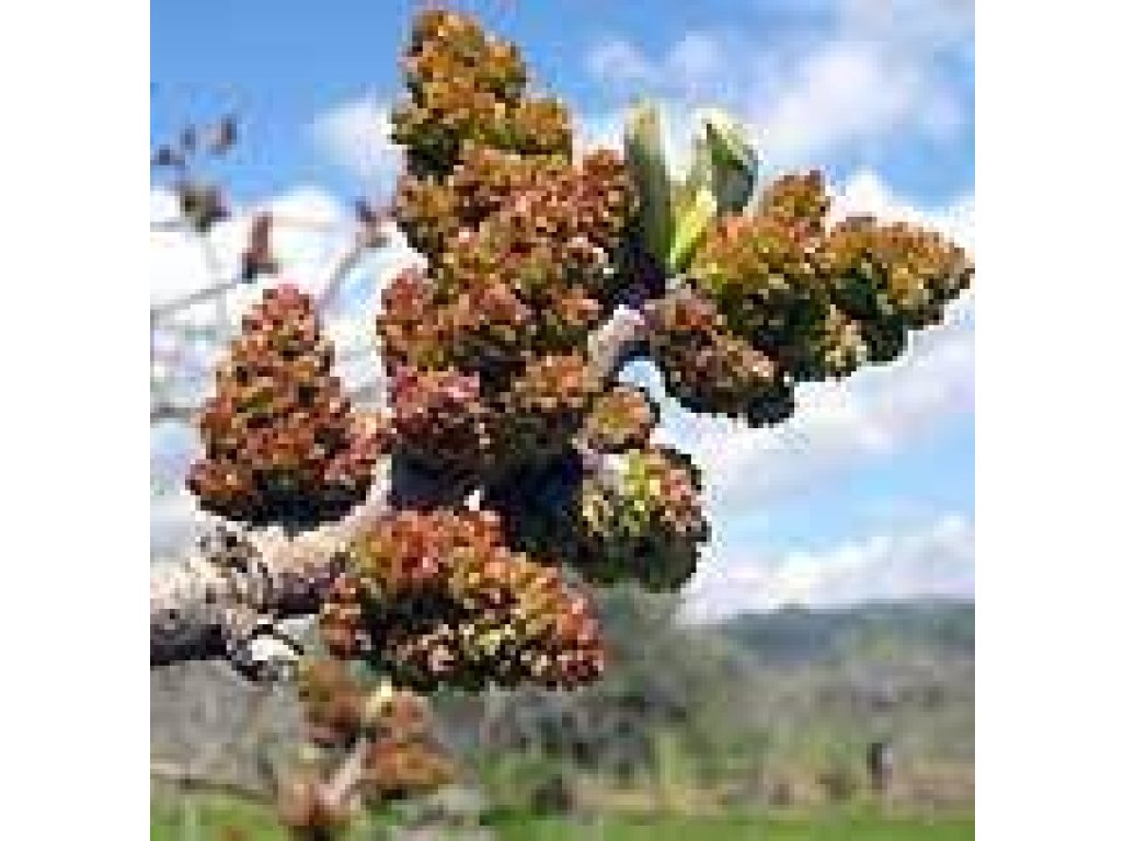 Pistacia vera ´C-Special´ - male - samčí rostlina opylovač