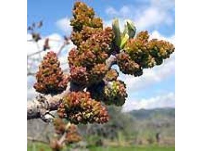 Pistacia vera ´C-Special´ - male - samčí rostlina opylovač
