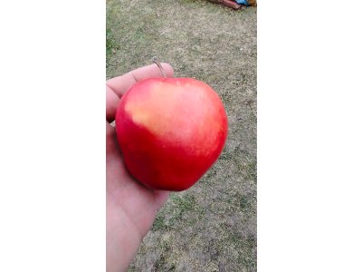 Malus domestica ´Kyjevská Plačící´ - převislá raná zimní odrůda - podzimní akce