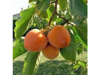 Diospyros kaki ´Triumph´ - japanese persimmon