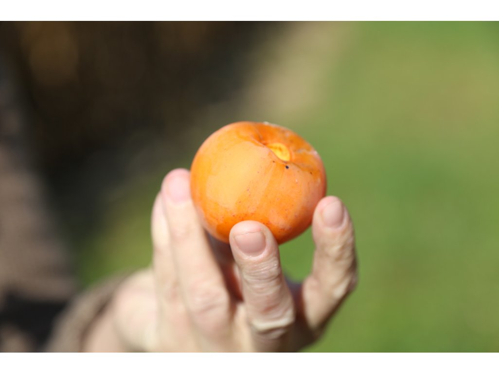 Diospyros virginiana ´H-120´  - hardy persimmon/ diospyros lotus