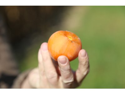 Diospyros virginiana ´H-120´  - hardy persimmon/ diospyros lotus /SUMMER 2026/