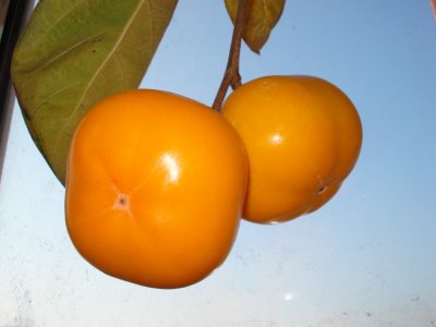 Diospyros x hybrida ´Mount Roman Kos´ - hardy persimmon /diospyros lotus