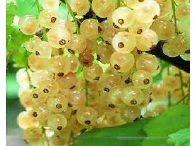 Ribes rubrum ´White in Juteborg´ - Rybíz bílý stromkový květináč