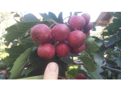 Crataegus pinnatifida ´Big-Mao-Mao´ - hloh zpeřenoklanný