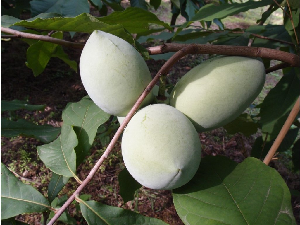 Asimina triloba cv. ´Lehman´s Delight 116-20´ - muďoul trojlaločný