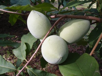 Asimina triloba cv. ´Lehman´s Delight 116-20´ - muďoul trojlaločný