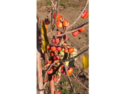 Diospyros x hybrida ´Pamjať Mamy´ - hardy persimmon/ diospyros virginiana