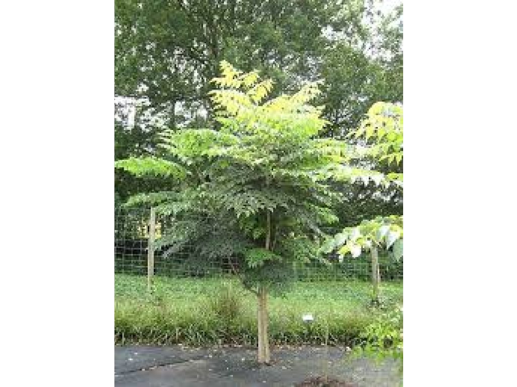Aralia elata - prodana štíhlá