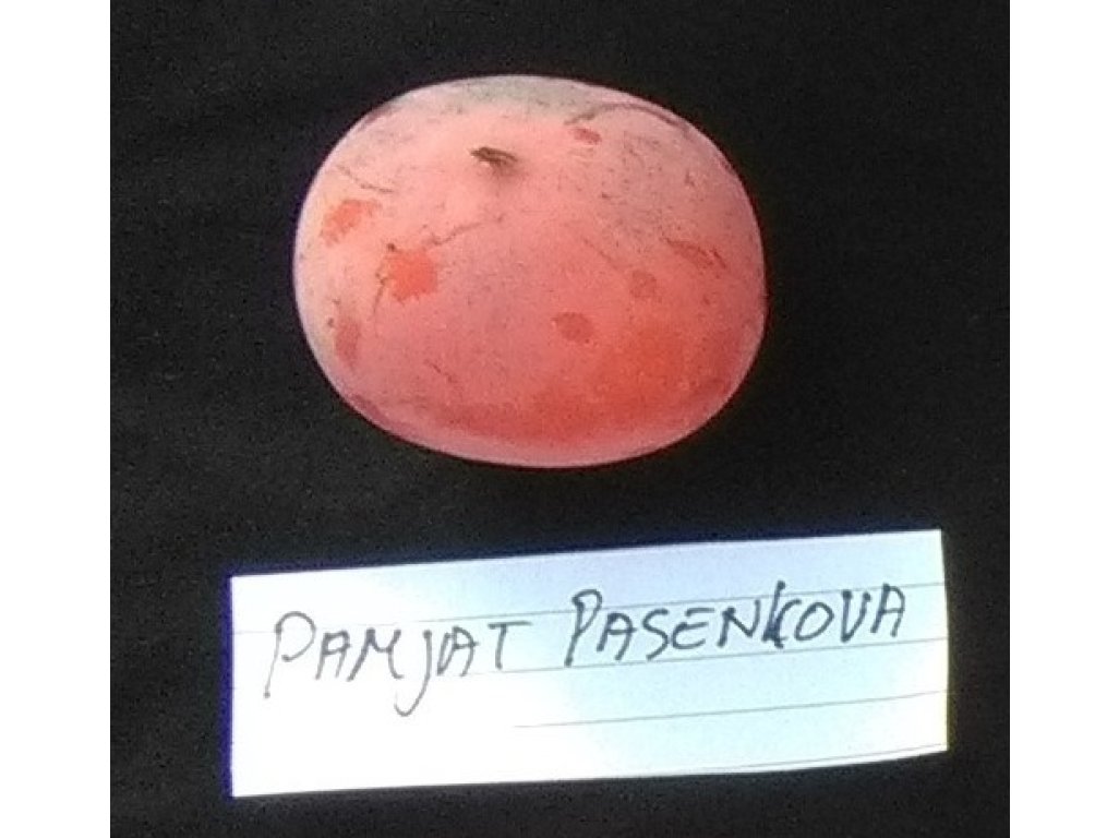 Diospyros x hybrida ´Pamjať Pasenkova´ - hardy persimmon/ diospyros lotus /SUMMER 2026/