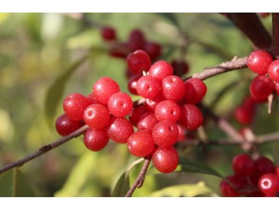 Elaeagnus umbellata - hlošina okoličnatá (autumn olive)