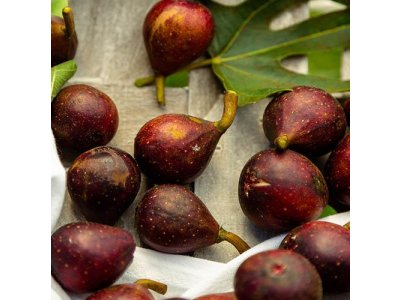 Ficus carica ´Little Miss Figgy´ - zakrslá odrůda