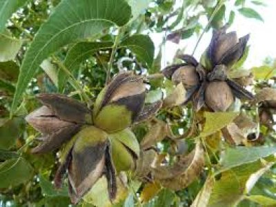 Carya illinoinensis ´Kanza´ - pekan - SEMENÁČ - /seedling/