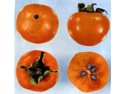 Diospyros kaki ´O´Gosho´ - japanese persimmon