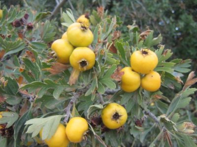 Crataegus pojarkovae ´Aurea´ - hloh Pojarkův