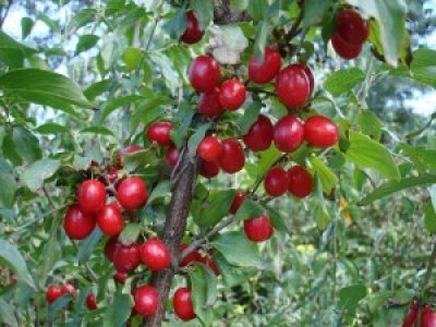 Cornus mas ´Kazanlak´ - velkoplodá odrůda