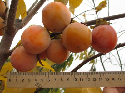 Diospyros x hybrida ´Chuchupaka´  - hardy persimmon /diospyros virginiana /summer 2026/