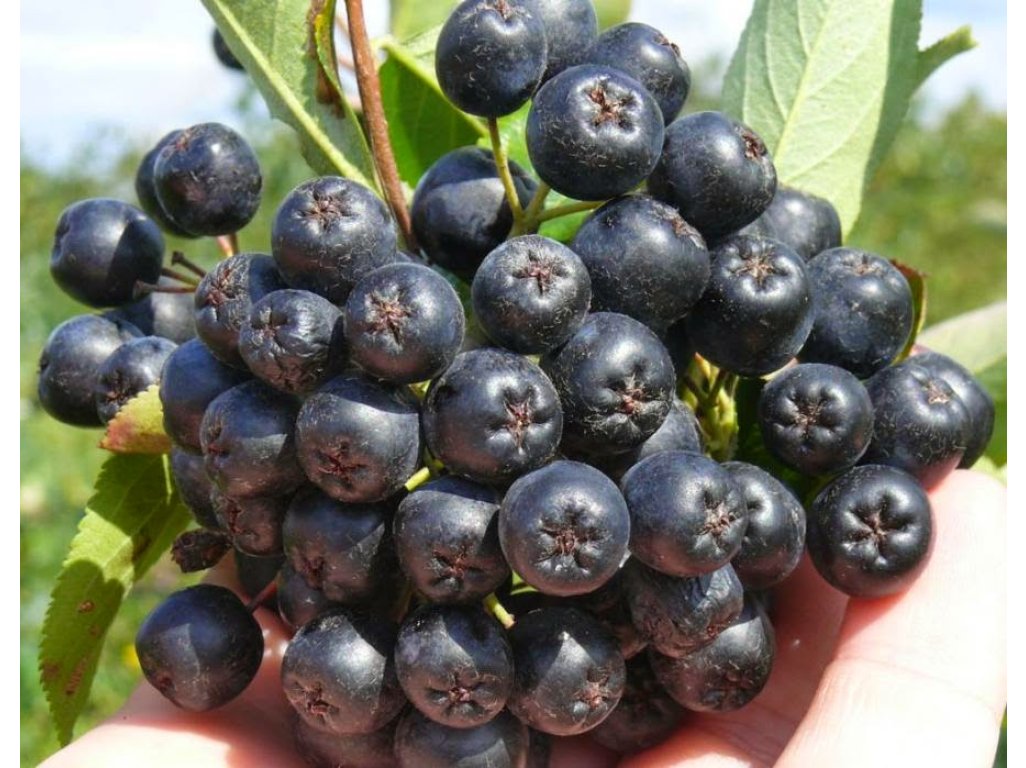 Aronia ´Nero´ keřík - větší - podzimní akce