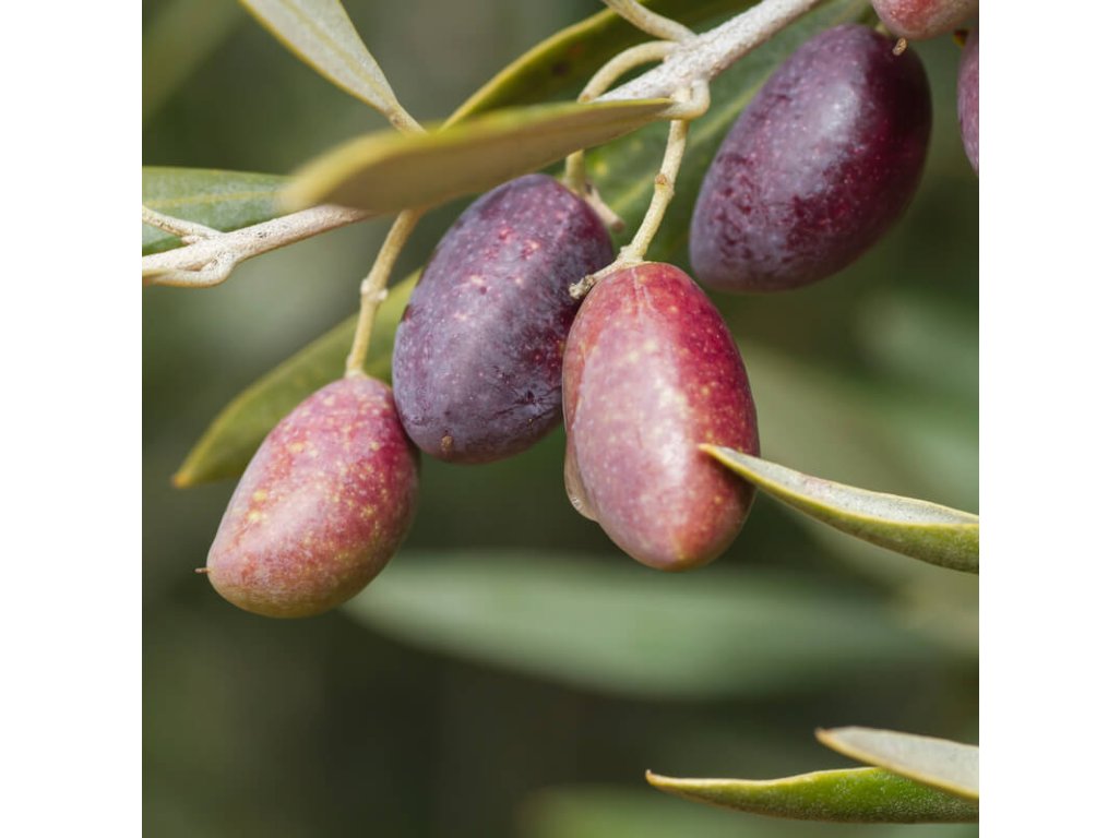 Olea europaea ´Picual´ - olivovník evropský