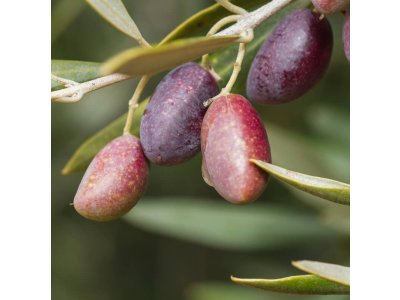 Olea europaea ´Picual´ - olivovník evropský