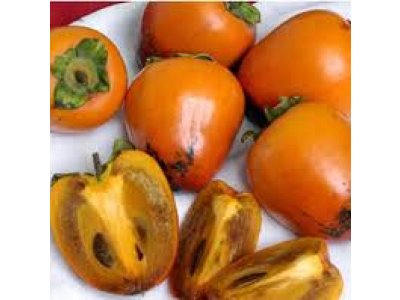 Diospyros kaki ´Chocolate´ - japanese persimmon