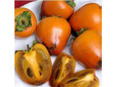 Diospyros kaki ´Chocolatino´ syn. ´Ciocolatino´- japanese persimmon