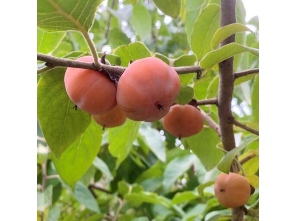 Diospyros virginiana ´Meader´ - hardy persimmon/ diospyros lotus  /poslání od konce VI./