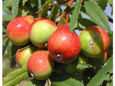 Sorbus domestica ´Lisica´ - oskeruše velkoplodá odrůda