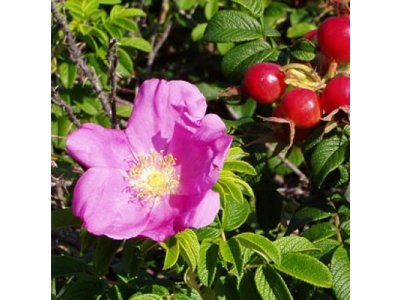 Rosa rugosa ´Rubra´ - růže svrasklá