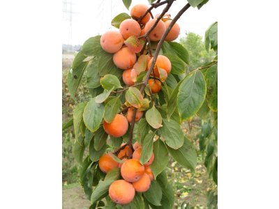 Diospyros x hybrida´Sosnovskaya´  - hardy persimmon/ diospyros virginiana