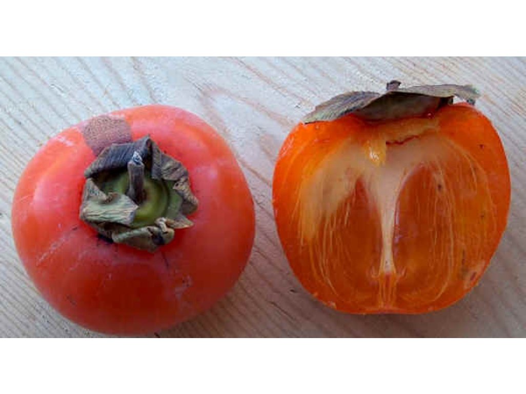 Diospyros x hybrida ´Nikita´s Gift´  - hardy persimmon/ diospyros lotus