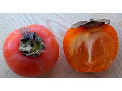 Diospyros x hybrida ´Nikita´s Gift´  - hardy persimmon/ diospyros lotus