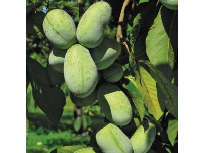 Asimina triloba cv. ´Shenandoah´ - muďoul trojlaločný /SUMMER 2026