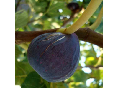 Ficus carica ´Turca´ - tmavoplodá odrůda