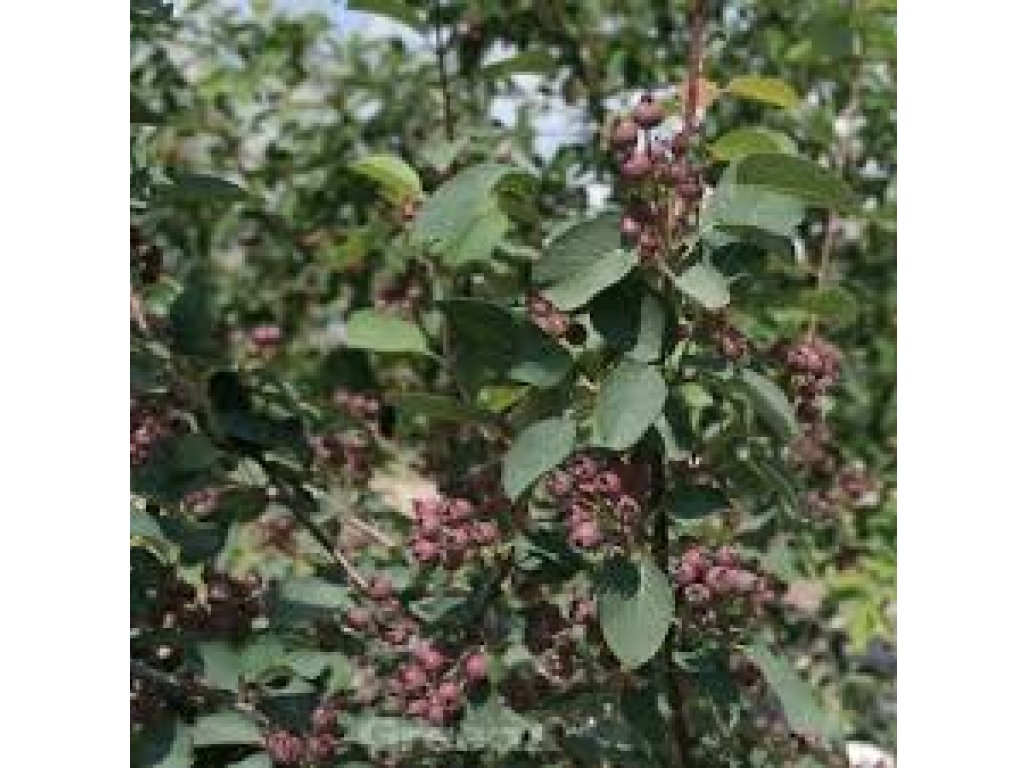 Amelanchier ovalis ´Helvetica´ - Muchovník  /SUMMER 2026/