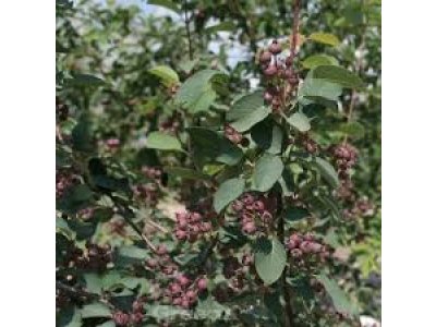 Amelanchier ovalis ´Helvetica´ - Muchovník  /SUMMER 2026/
