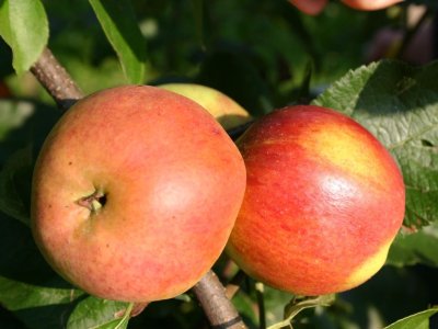 Malus domestica ´Matčino´  - podzimní odrůda