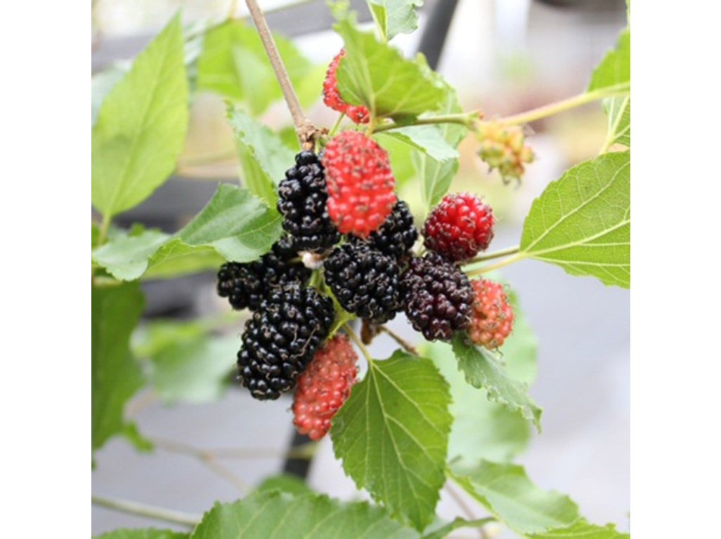 Moruše ´Mojo Berry´ - minimoruše