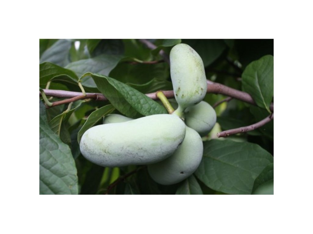 Asimina triloba cv. ´Rebecca´s Gold´ - muďoul trojlaločný /SUMMER 2026
