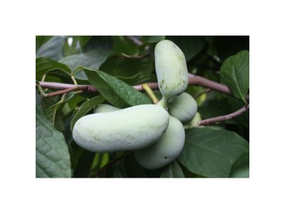 Asimina triloba cv. ´Rebecca´s Gold´ - muďoul trojlaločný /SUMMER 2026