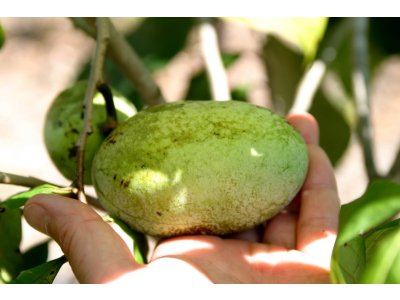 Asimina triloba cv. ´Overleese´ - muďoul trojlaločný /SUMMER 2026