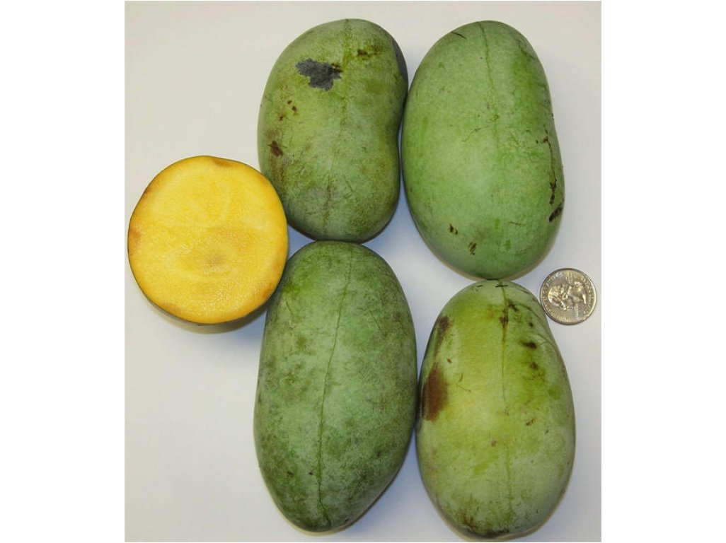 Asimina triloba cv. ´KSU Atwood´ - muďoul trojlaločný