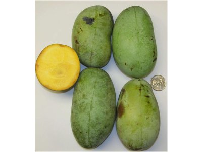 Asimina triloba cv. ´KSU Atwood´ - muďoul trojlaločný