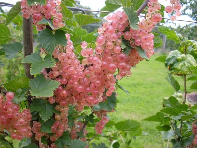 Ribes rubrum ´Lubawa´ - rybíz růžový stromkový