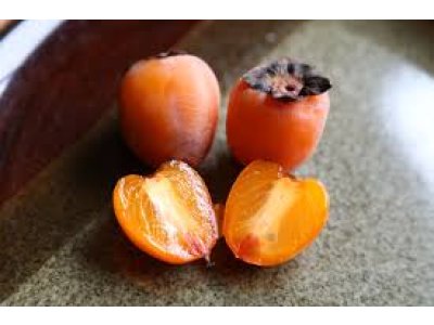Diospyros virginiana ´Geneva Red´  - hardy persimmon /diospyros lotus /SUMMER 2026/