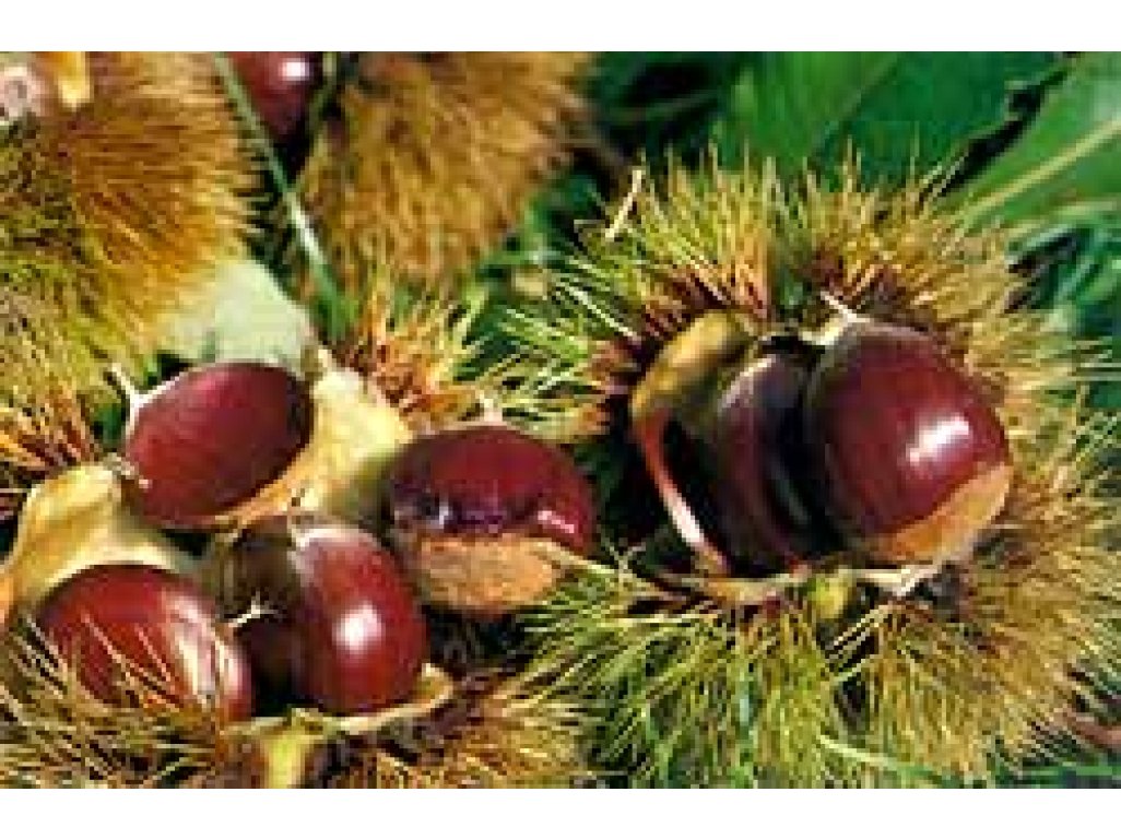 Castanea sativa ´Volou´ - kaštanovník